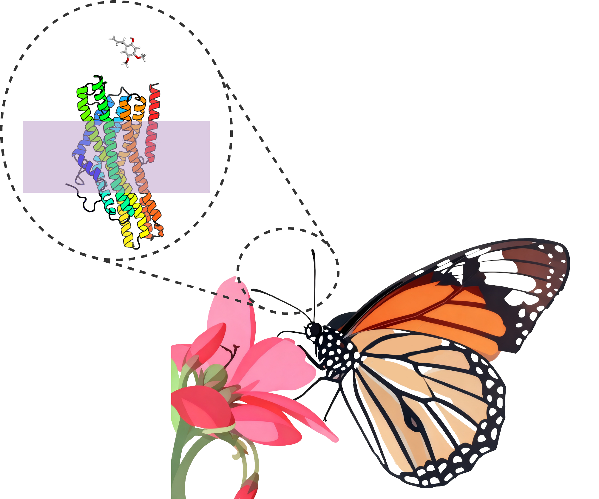 Insect olfactory receptor diagram